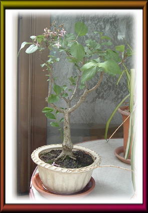 ���C���b�N